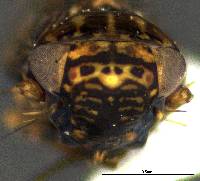Deltocephalus fuscinervosus image
