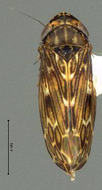 Image of Deltocephalus fuscinervosus