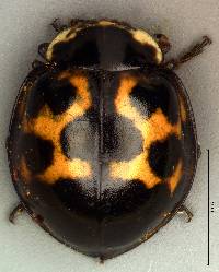 Harmonia axyridis image