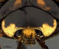 Harmonia axyridis image