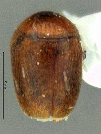 Image of Sericoderus lateralis
