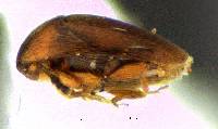 Sericoderus lateralis image