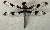 Image of Libellula pulchella