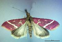 Image of Pyrausta volupialis