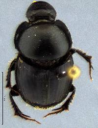 Image of Onthophagus taurus