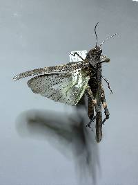 Image of Trimerotropis fontana