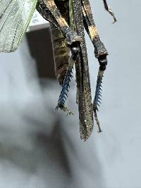 Trimerotropis fontana image