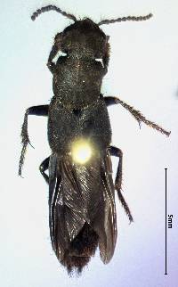 Image of Platydracus tarsalis