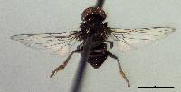Image of Paraplatypeza coraxa