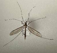 Image of Tipula oleracea