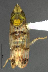 Image of Japananus hyalinus