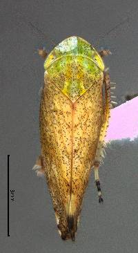 Image of Fieberiella florii