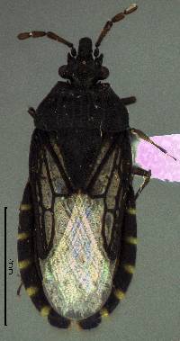 Image of Aradus falleni