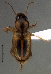 Image of Stenolophus comma