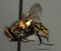 Image of Musca domestica