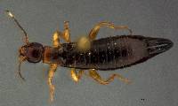 Image of Euborellia annulipes
