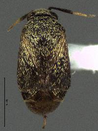 Image of Rhinacloa forticornis