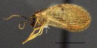 Image of Sympherobius barberi