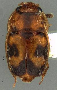 Image of Epuraea ocularis
