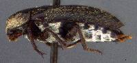 Image of Dermestes frischii