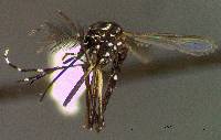 Image of Aedes aegypti