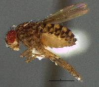 Image of Drosophila repleta