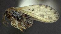 Image of Neoconis marginata