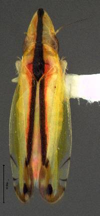 Image of Sophonia orientalis
