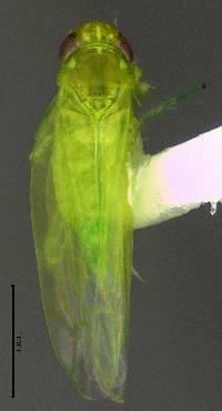 Image of Matsumurasca elongata