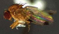 Image of Drosophila suzukii