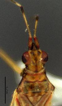 Dicyphus paddocki image