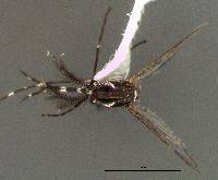 Aedes aegypti image