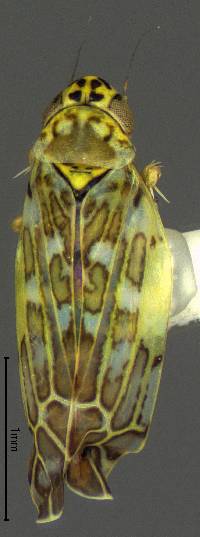 Image of Eupteryx decemnotata