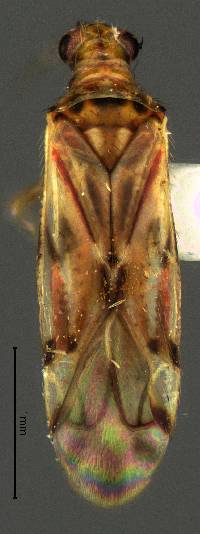 Image of Dicyphus paddocki