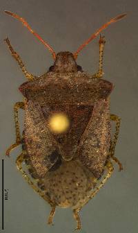 Image of Euschistus conspersus