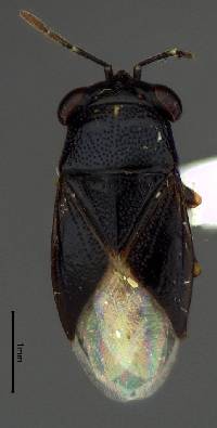 Image of Geocoris atricolor