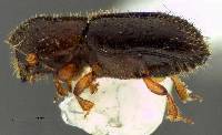 Image of Xyleborinus saxesenii