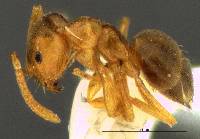 Image of Brachymyrmex depilis