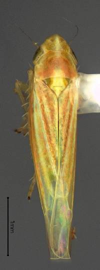 Image of Dikraneura rufula