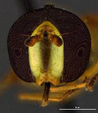 Allograpta obliqua image