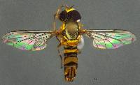 Allograpta obliqua image
