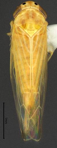 Image of Dalbulus maidis