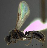 Image of Monomorium ergatogyna