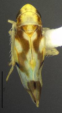 Image of Erythroneura ziczac